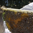 Безценна среща с майстор-пчелар на фестивала 