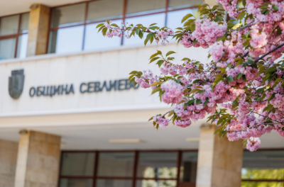 ЦЪФТЯТ ЯПОНСКИТЕ ВИШНИ В СЕВЛИЕВО